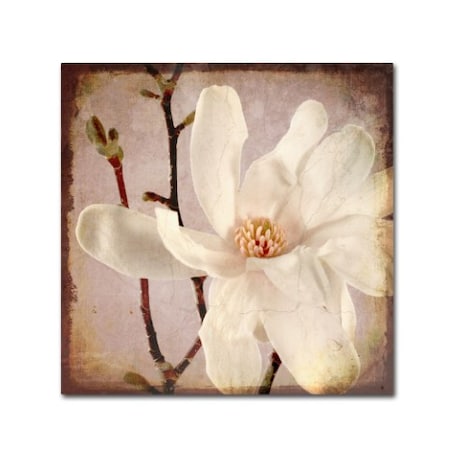 LightBoxJournal 'Paper Magnolia Closeup' Canvas Art,35x35